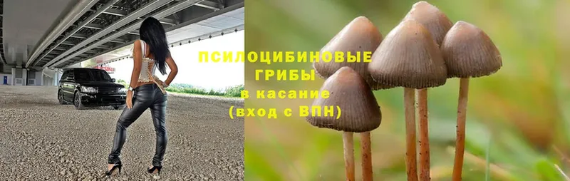 Галлюциногенные грибы Magic Shrooms  купить наркотики сайты  Пошехонье 